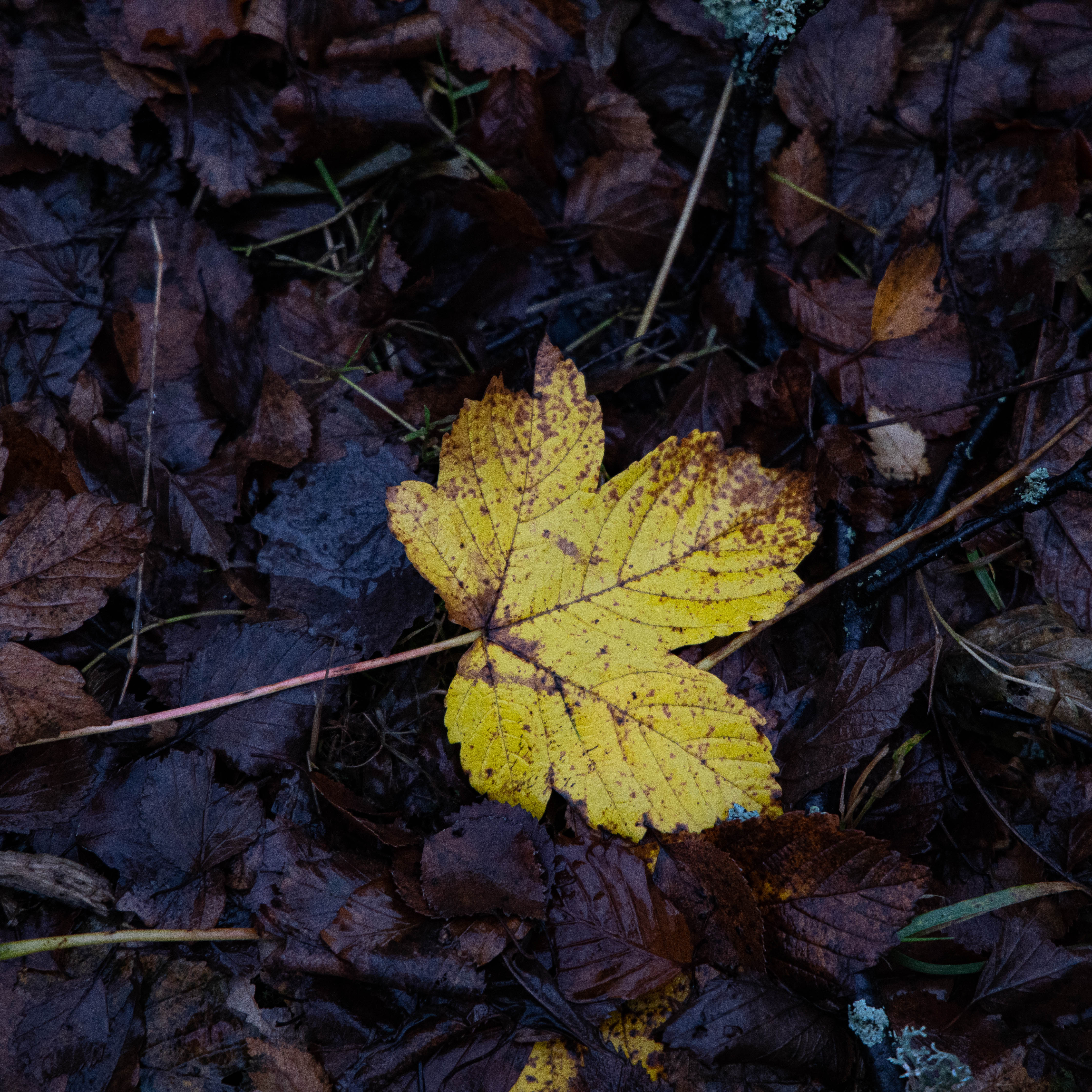 Autumn leaf on the ground