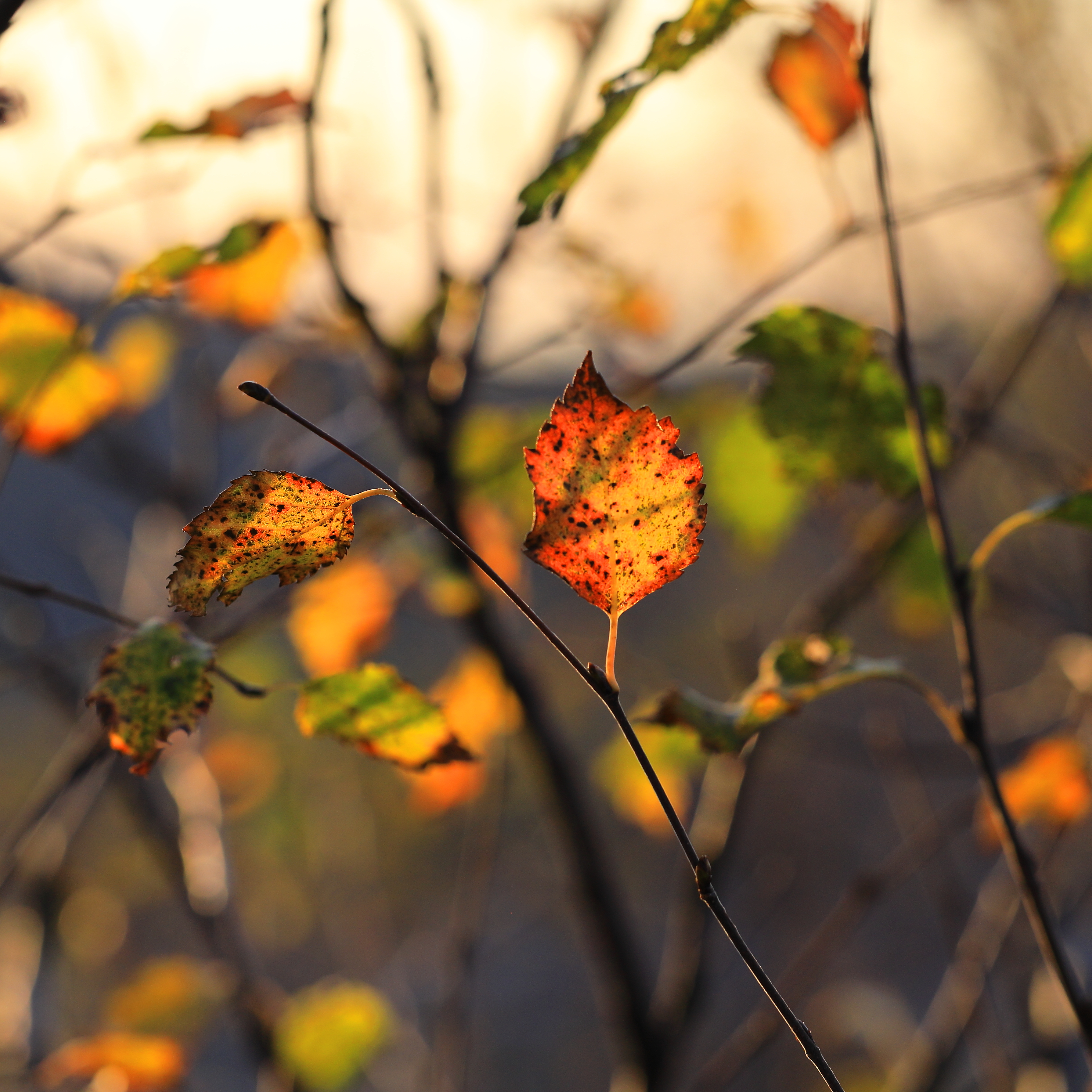 Autumn leaves